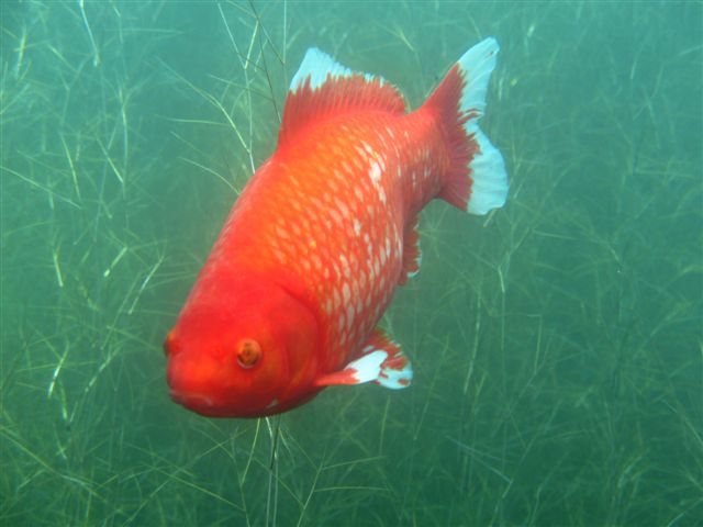 Fish